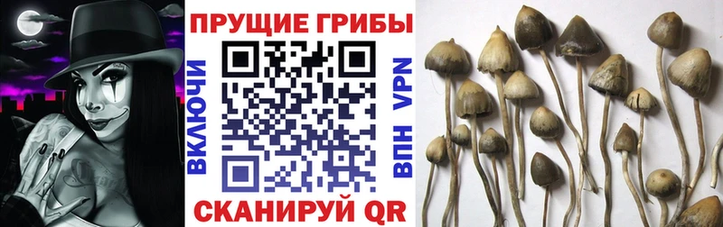 купить наркоту  Волчанск  Псилоцибиновые грибы Magic Shrooms 